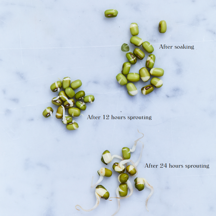 Sprouting and Soaking