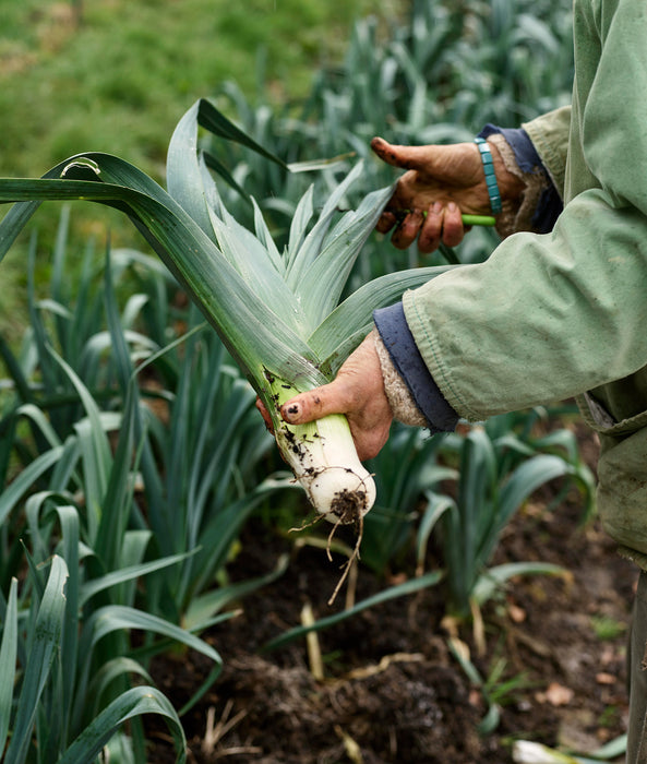 A photo of vegetables being picked from the farm